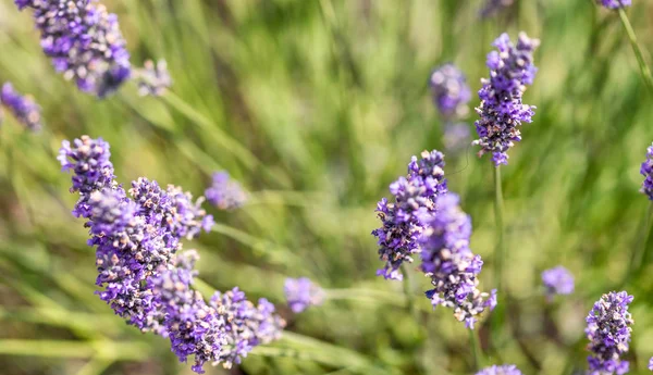 Primer Plano Prado Lavanda — Foto de Stock