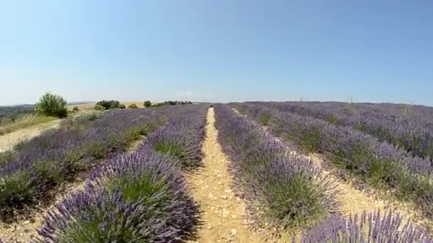 Prachtig Uitzicht Lavendel Bloemen Groeien Weide Frankrijk — Stockvideo
