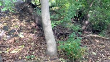 yeşil ormanda ağaçların doğal görüntüleri