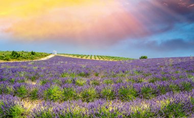 Provence, Temmuz ayında Fransa güzel lavanta alanlar.