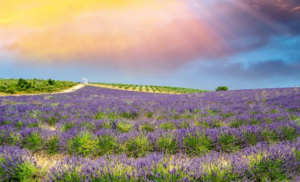 Bellissimi Campi Lavanda Della Provenza Francia Luglio — Foto Stock