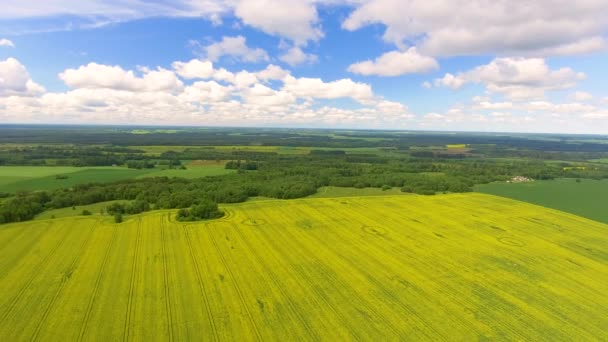 夏の草原のオーバーヘッド空中パノラマ ビュー ビデオ — ストック動画