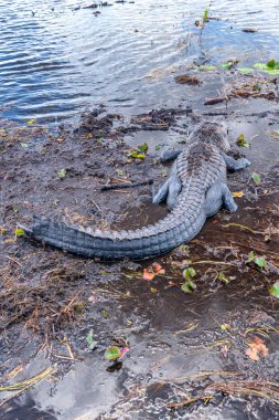 Florida Everglades tehlikeli timsah.