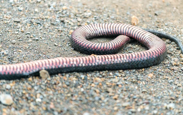 Veszélyes Kígyó Halt Meg Úton — Stock Fotó