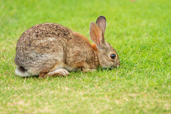 cute rabbit eating grass 