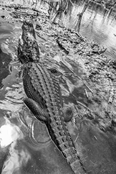 Alligator Florida Everglades National Park — Stock Photo, Image