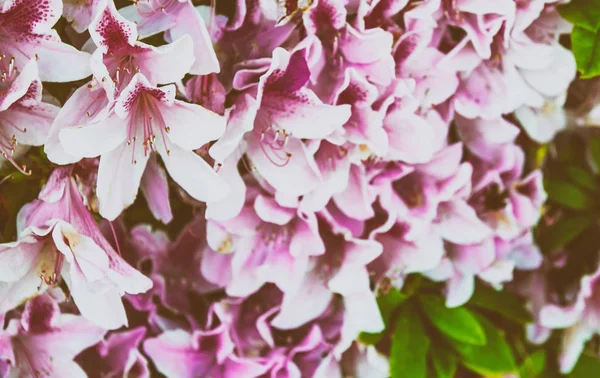 Schöne Rosa Blumen Frühlingsurlaubskonzept — Stockfoto