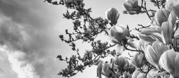 Flor Árbol Magnolia Con Cielo Colorido Sobre Fondo —  Fotos de Stock