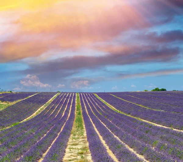 Όμορφη Lavender Τους Τομείς Της Προβηγκίας Γαλλίας Τον Ιούλιο — Φωτογραφία Αρχείου