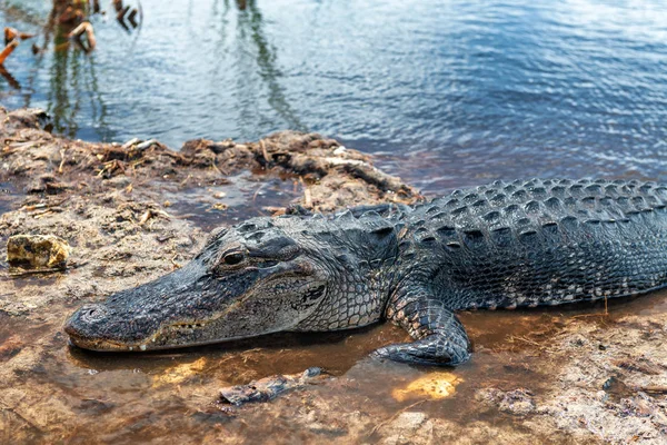 Dangerous Alligator Florida Everglades — Stock Photo, Image