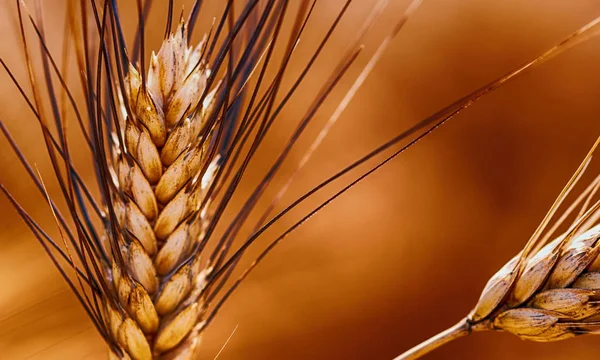 Detail Uší Žluté Pšeničné Pole Hnědým Pozadím — Stock fotografie