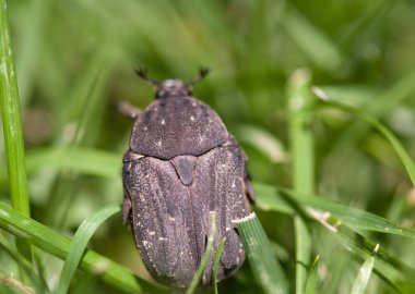 Siyah hamamböceği çim, İtalya