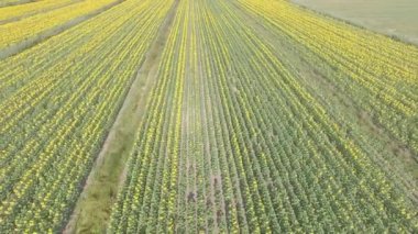 Güzel ayçiçeği alan ek yükü havadan görünümü