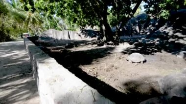 Kaplumbağalar rahatlatıcı doğal ortamlarında grup 