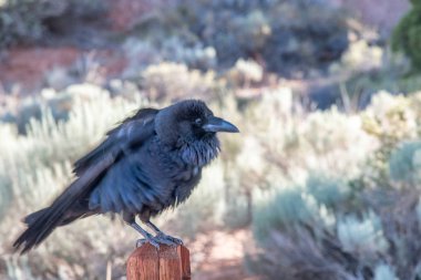 Crow in National Park, USA. clipart
