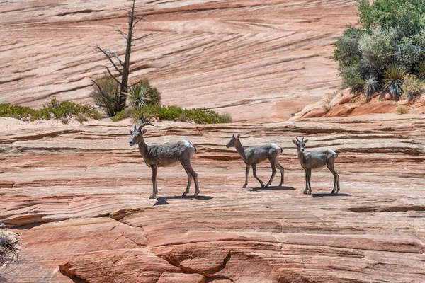 Desert bighorn sheep family in Zion National Park, Utah - USA.