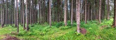 Çam ağaçları İtalyan Alpleri'nde panoramik manzaralı.