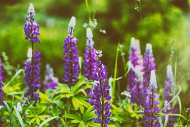 Dağ senaryoda mor çiçekler.