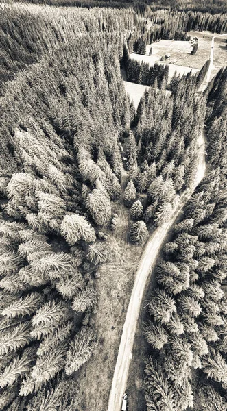Overhead Downward View Road Firs Forest — Stock Photo, Image