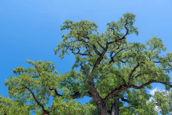 Träd Texturer Mot Blå Himmel — Stockfoto