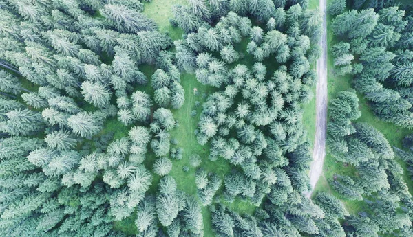 Visão Descendente Aérea Estrada Através Abetos Floresta — Fotografia de Stock