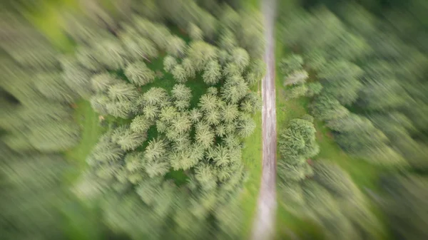 Floresta Abetos Vista Aérea — Fotografia de Stock