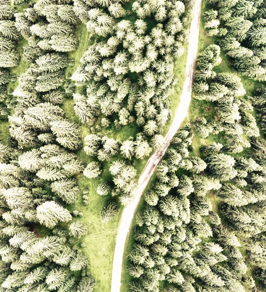 Vista Aérea Desde Arriba Hacia Abajo Los Árboles Forestales —  Fotos de Stock