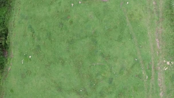 Groene Bergweiden Overhead Panoramisch Luchtfoto — Stockvideo