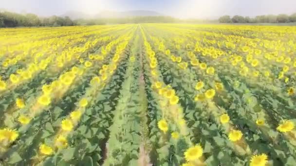Vue aérienne du magnifique champ de tournesols 