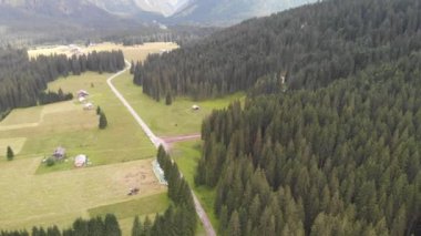 herdem yeşil iğne yapraklı orman, video şaşırtıcı Panoraması 