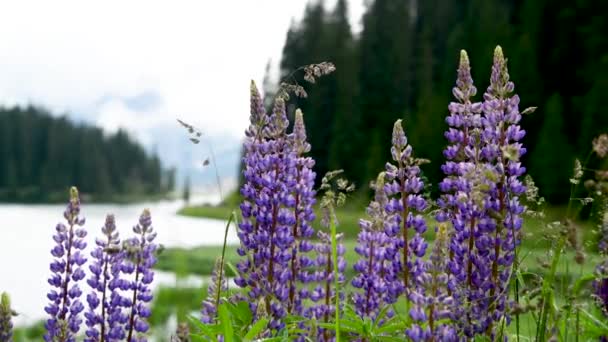 Дивовижні Фіолетові Квіти Ростуть Біля Річки Відео — стокове відео