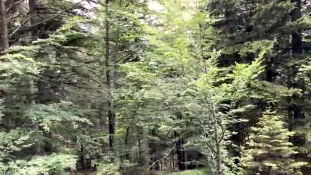 Imagens Cênicas Árvores Floresta Verde — Vídeo de Stock