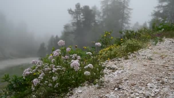 Naturskønne Optagelser Smukke Tåget Bjerg – Stock-video