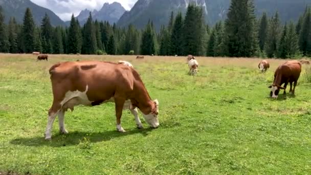 Hermoso Campo Vacas Pastando Día Soleado — Vídeo de stock