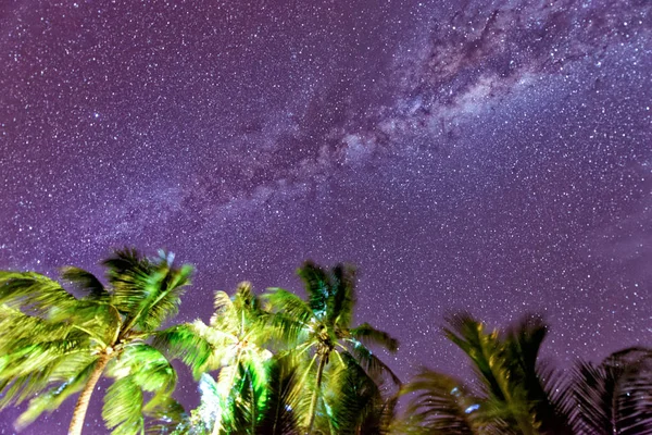 Palmen Night Met Sterren Aan Hemel Concept Tropische Vakantie — Stockfoto