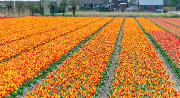 Pomarańczowe Tulipany Keukenhof — Zdjęcie stockowe