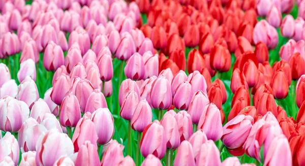 Holandii Tulipany Ogrody Keukenhof — Zdjęcie stockowe