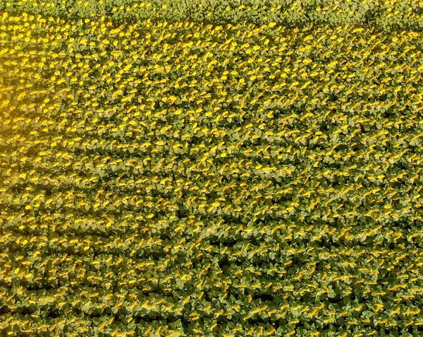 Vue Aérienne Vers Bas Pré Des Soleils Saison Estivale Depuis — Photo