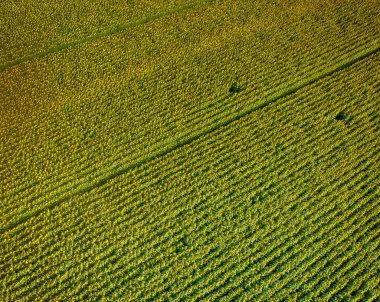Yaz aylarında ayçiçeği alanının genel gider görünümü.