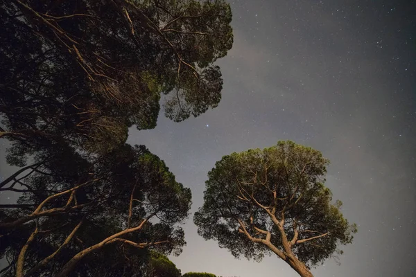 Tallar Pinjeskog Natten Mot Stjärnhimmel — Stockfoto