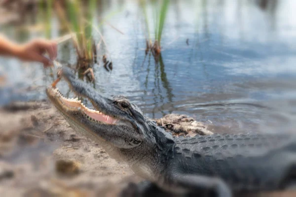 Feeding Alligator Florida Swamp — Stock Photo, Image