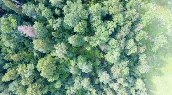 Vista Aérea Del Hermoso Bosque Con Río — Foto de Stock