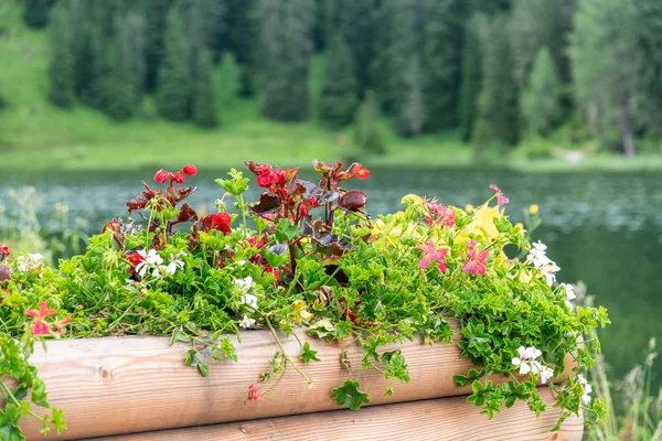 Bela Composição Flores Paisagem Alpina Lago — Fotografia de Stock