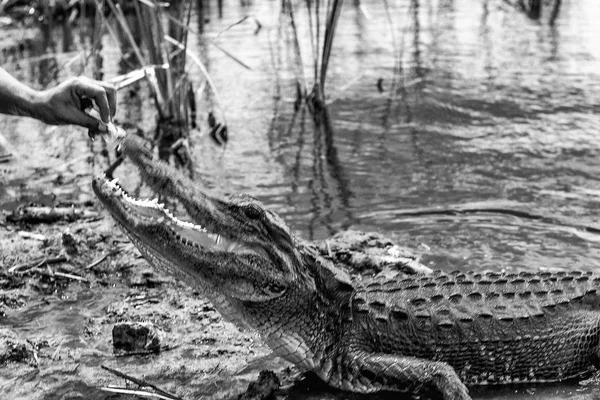 Feeding Alligator Florida Swamp — Stock Photo, Image