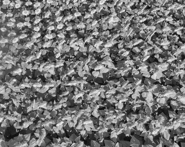 มมองทางอากาศของสนามหญ าทานตะว นในฤด อนจากโดรน — ภาพถ่ายสต็อก