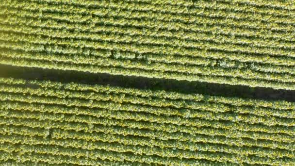 Vista Aérea Aérea Del Hermoso Campo Girasoles — Vídeos de Stock