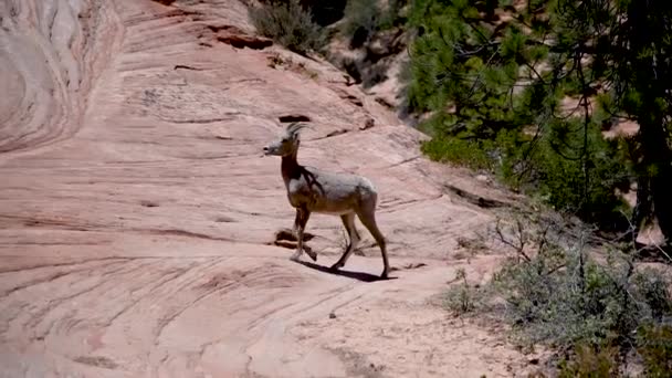 Veado Parque Nacional Zion Utah — Vídeo de Stock