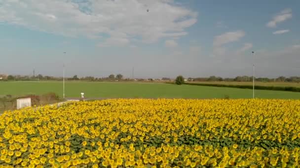 Vista Aérea Aérea Del Hermoso Campo Girasoles — Vídeo de stock