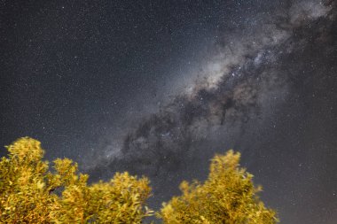 Samanyolu bir yıldızlı gece orman ağaç üzerinde.