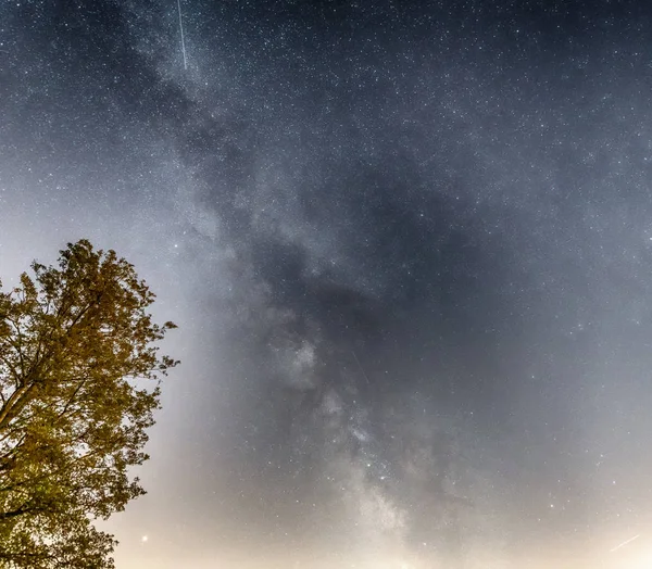 前景の松の木と天の川の星の眺め 月の夏空のペルセウス座流星 — ストック写真